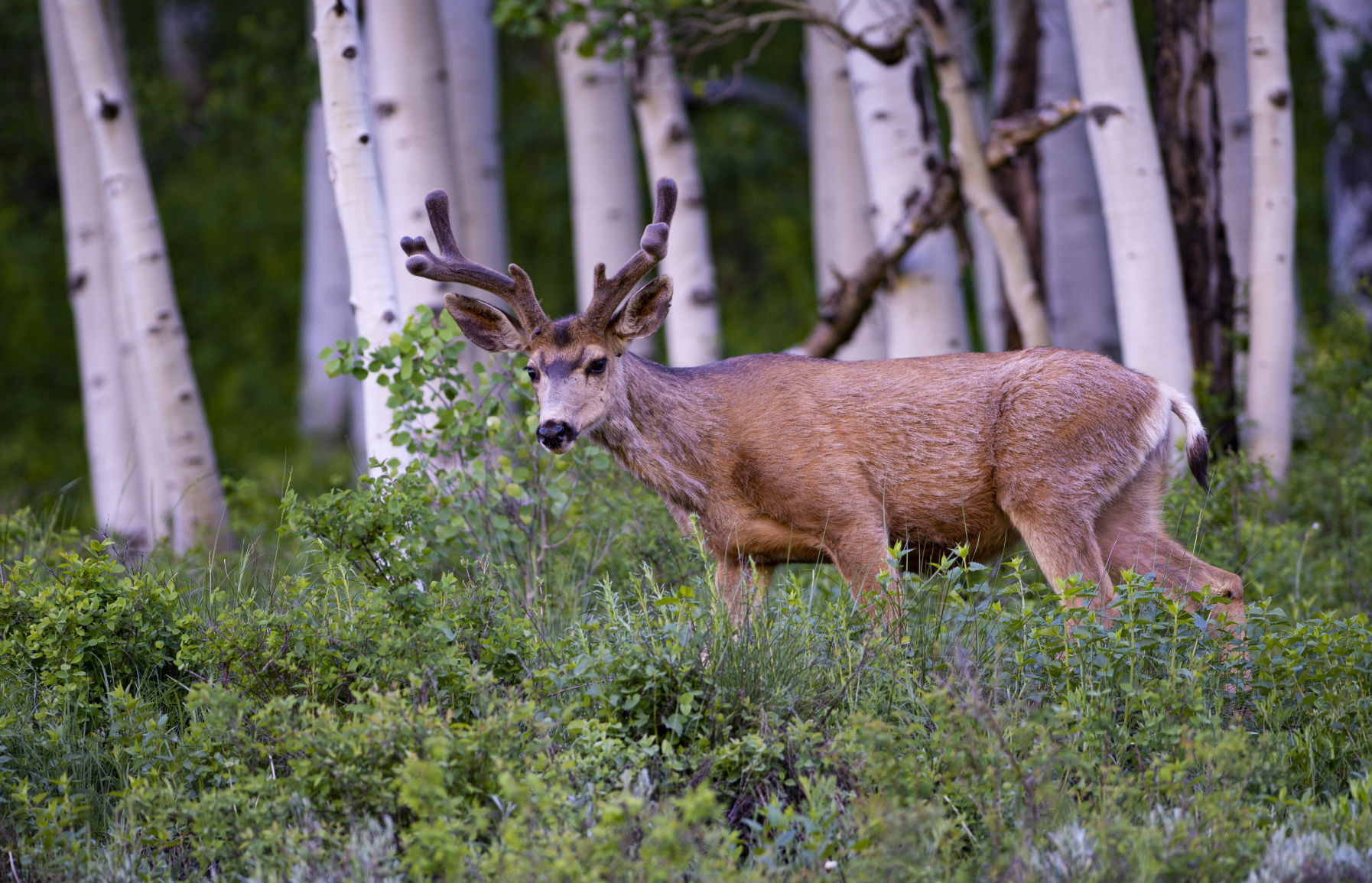 06_28_19 wildflowers1136.jpg